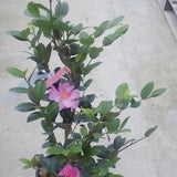 Camelia sasanqua FLM 2