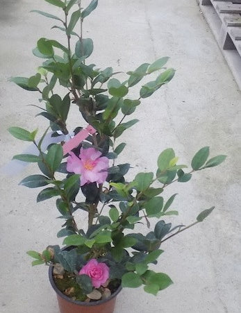 Camelia sasanqua FLM 2
