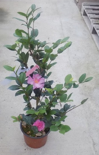 Camelia sasanqua FLM 2