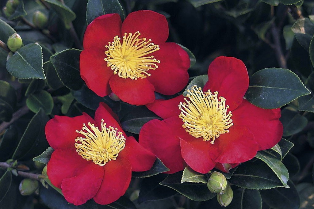 Camelia sasanqua yulitide