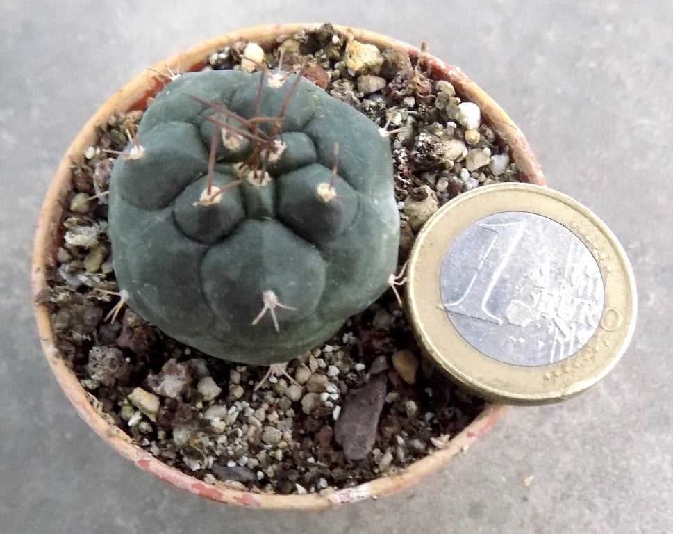 Matucana Oroedoxa eriodisca