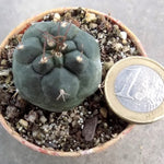 Matucana Oroedoxa eriodisca