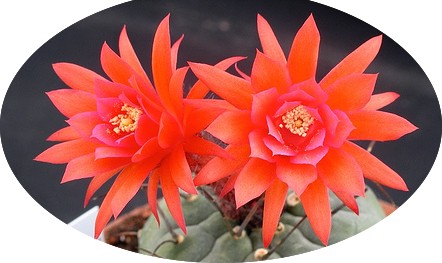 Matucana Oroedoxa eriodisca