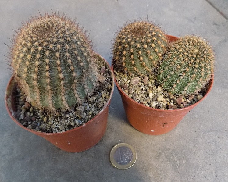 LOBIVIA SALTENSIS V. ZAPALLARENSIS