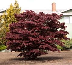 Acer Palmatum Bloodgood