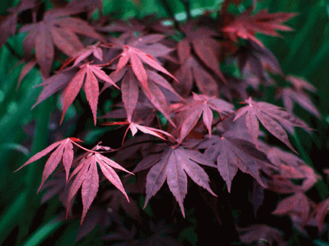 Acer Palmatum Bloodgood