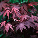 Acer Palmatum Bloodgood