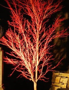  	 Acer Palmatum Sango kaku