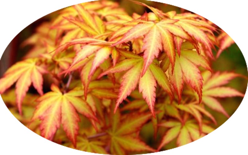  	 Acer Palmatum Sango kaku