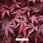  	 Acer Palmatum Fireglow