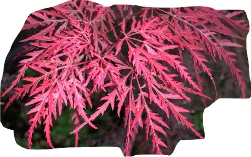 Acer Palmatum Dissectum Stella rossa