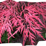 Acer Palmatum Dissectum Stella rossa