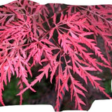 Acer Palmatum Dissectum Stella rossa