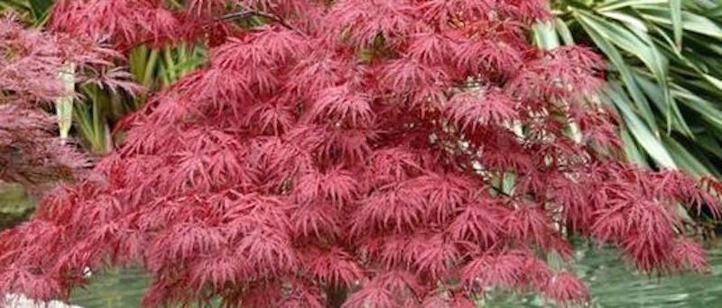 Acer Palmatum Dissectum Stella rossa