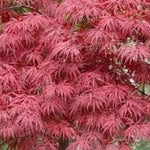 Acer Palmatum Dissectum Stella rossa