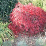 Acer Palmatum Dissectum Stella rossa