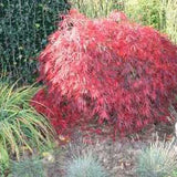 Acer Palmatum Dissectum Stella rossa