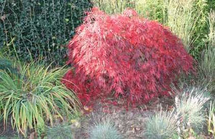 Acer Palmatum Dissectum Stella rossa