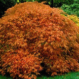 Acer Palmatum Dissectum ornatum