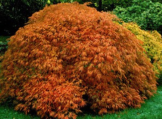Acer Palmatum Dissectum ornatum