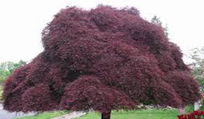  	 Acer Palmatum Dissectum Inaba Shidare