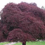  	 Acer Palmatum Dissectum Inaba Shidare