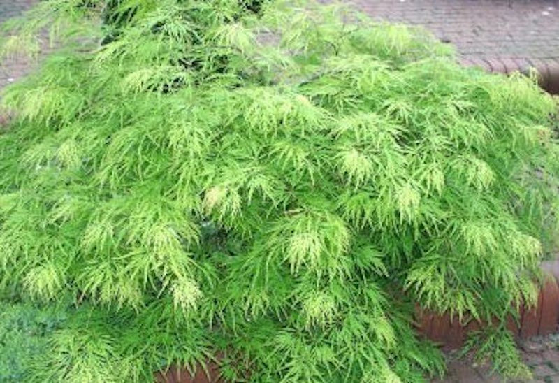 Acer Palmatum Dissectum Viridis