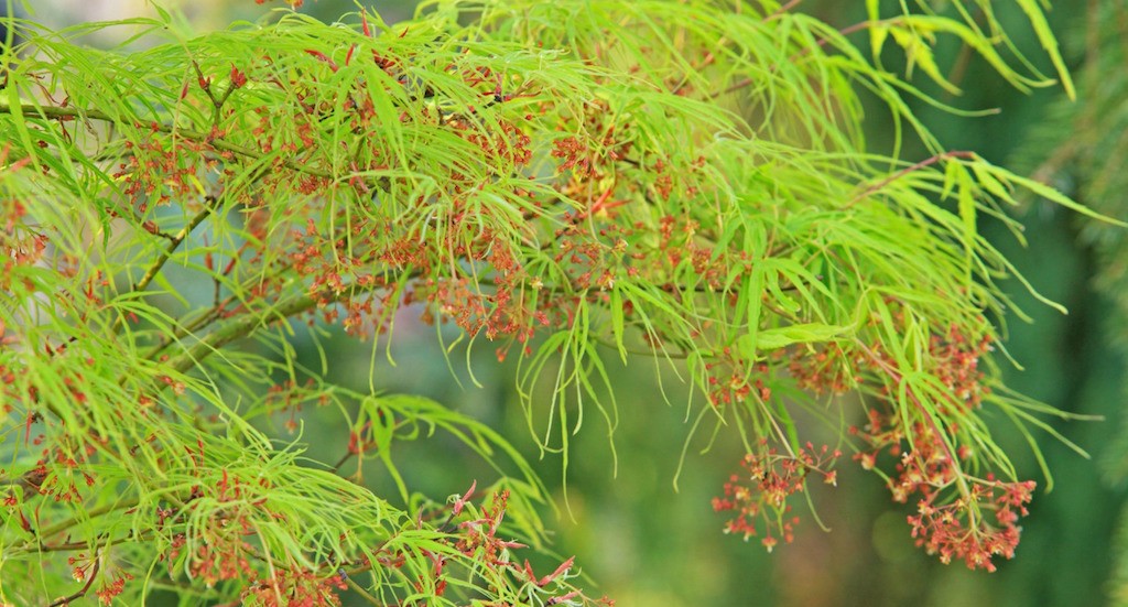 Acer Palmatum Koto No Ito vaso 15