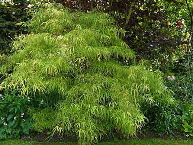 Acer Palmatum Koto No Ito vaso 15