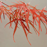 Acer Palmatum Red Pygmy vaso 24 altezza cm. 80 circa