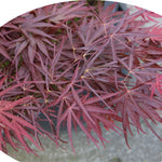 Acer Palmatum Red Pygmy vaso 24 altezza cm. 80 circa