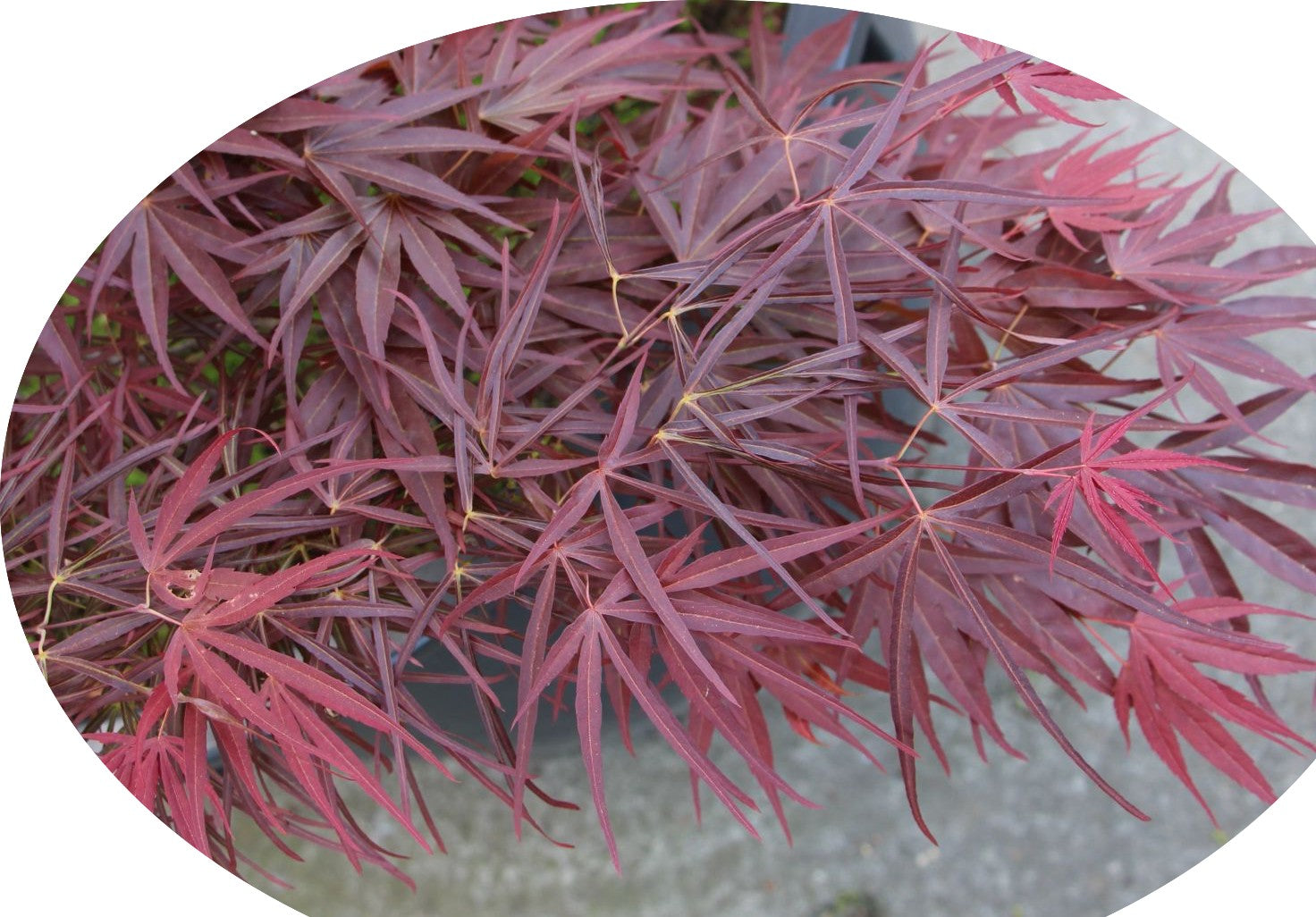 Acer Palmatum Red Pygmy vaso 24 altezza cm. 80 circa