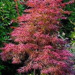 Acer Palmatum Red Pygmy vaso 24 altezza cm. 80 circa