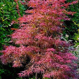 Acer Palmatum Red Pygmy vaso 24 altezza cm. 80 circa