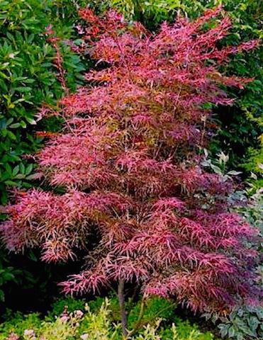 Acer Palmatum Red Pygmy vaso 24 altezza cm. 80 circa