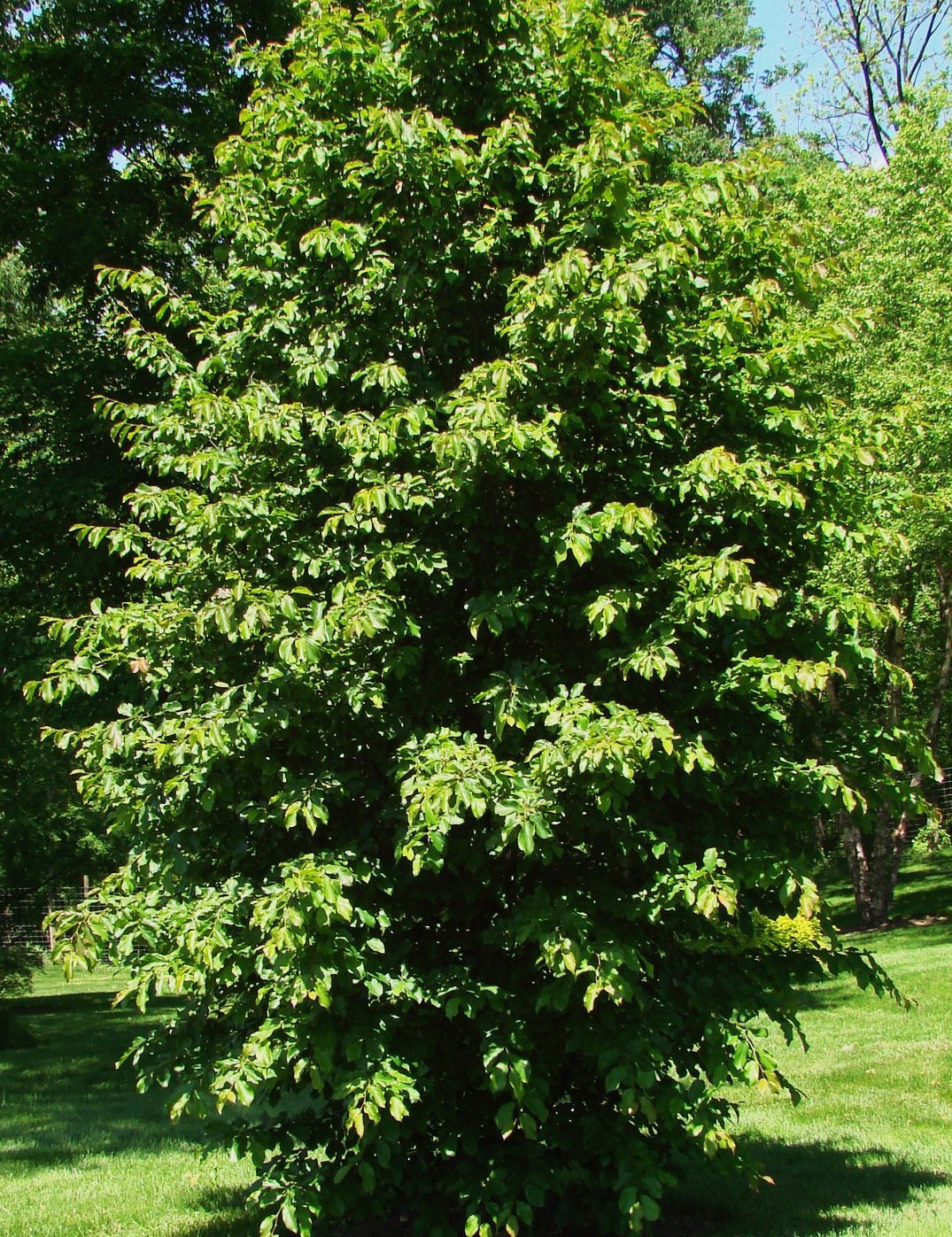 Parrotia Persica