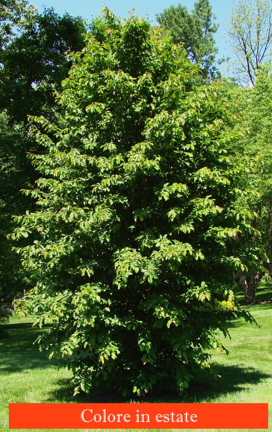 Parrotia Persica