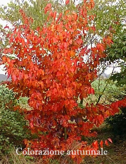 Parrotia Persica