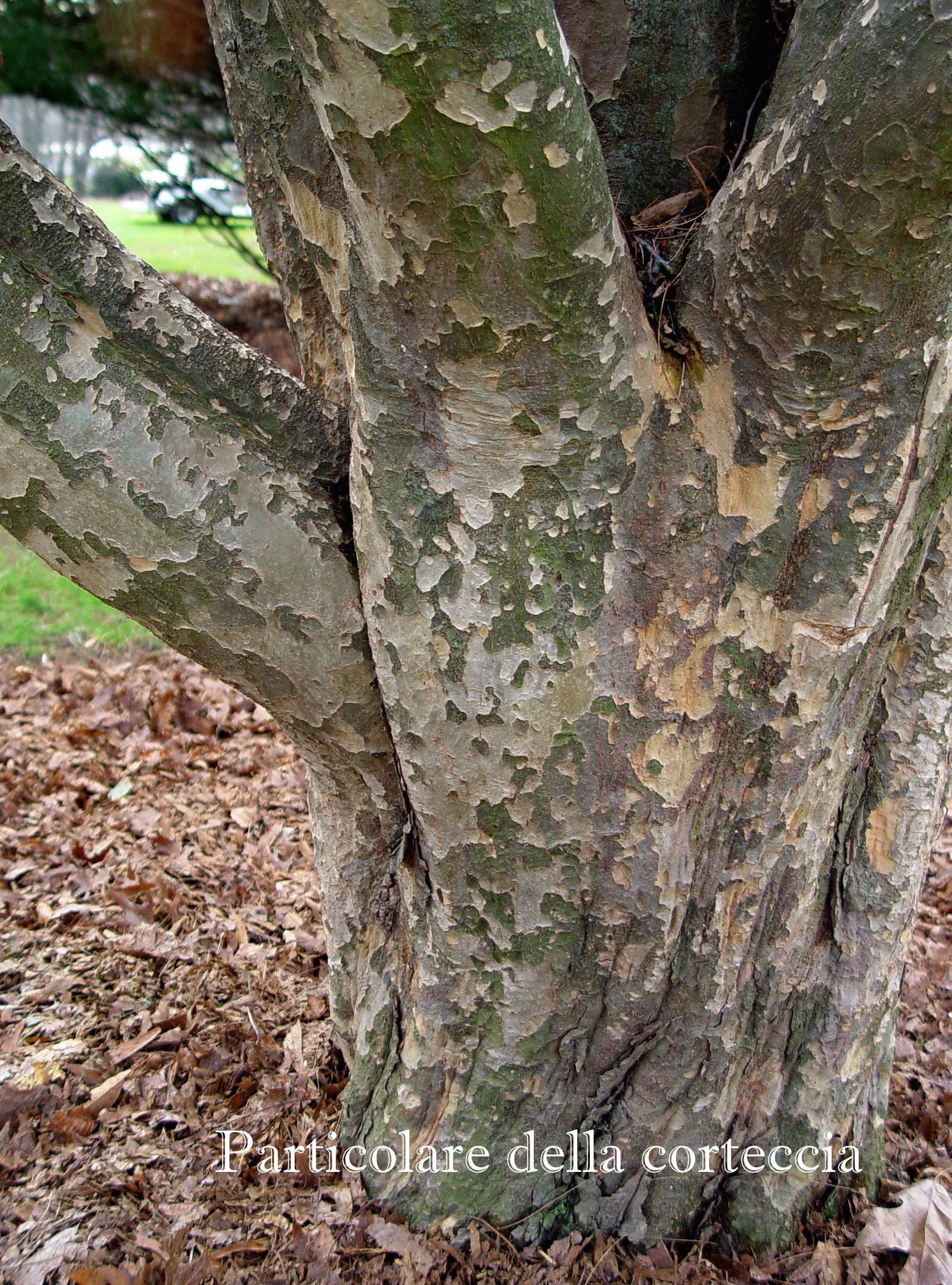 Parrotia Persica