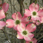 Cornus Florida Rubra