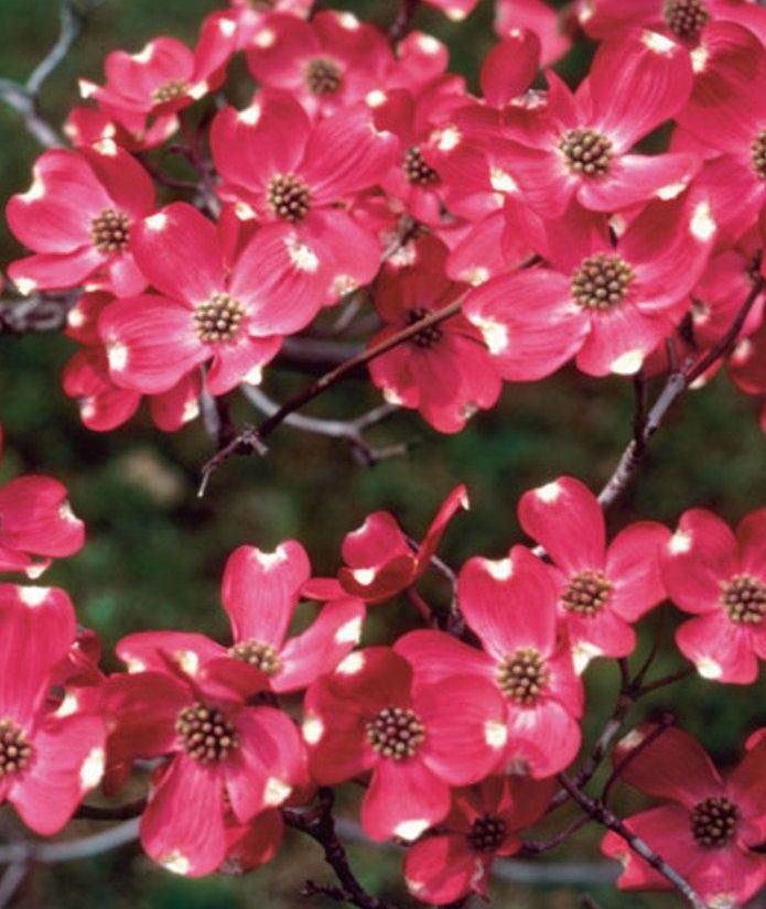 Cornus Florida Cherokee Chief vaso 15 (Disponibili misure fini a 4/5 m. visibili in vivaio)
