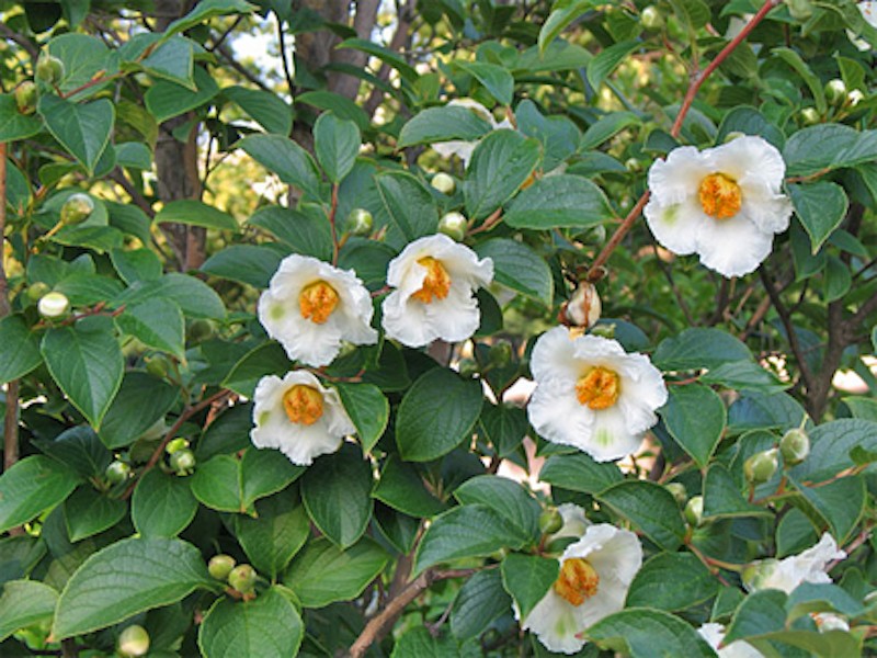 Stewartia Pseudocamelia