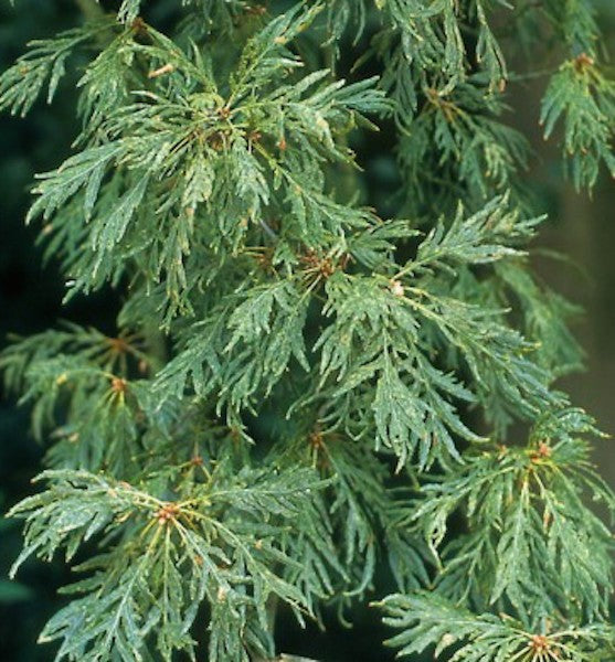 Quercus Pectinata