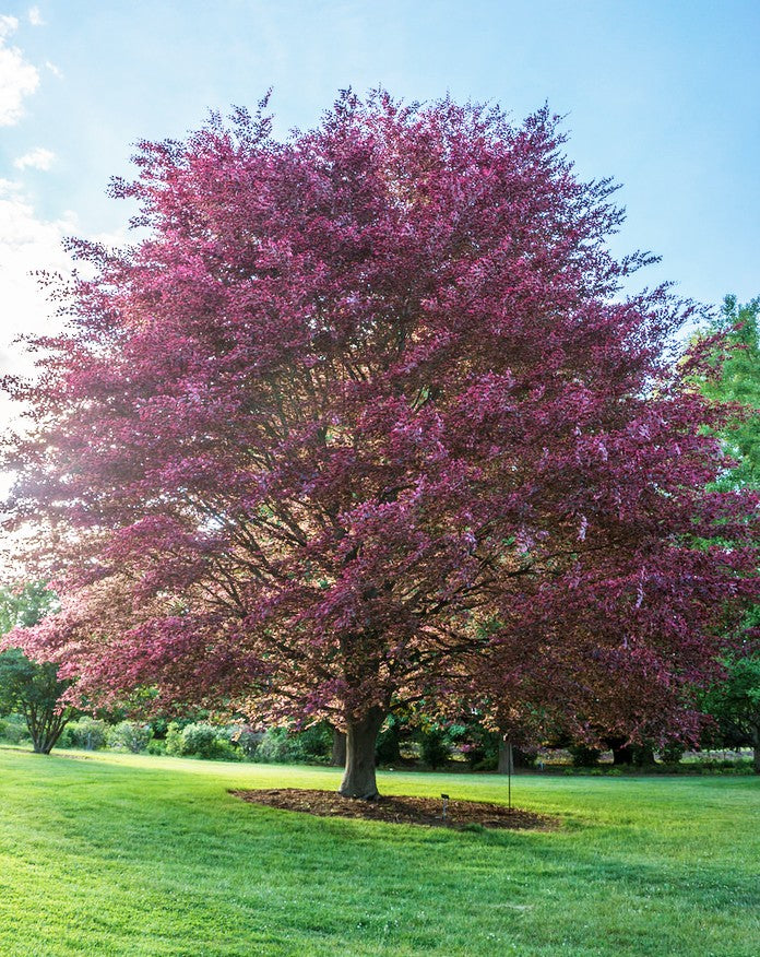 Fagus Sylvatica Tricolor