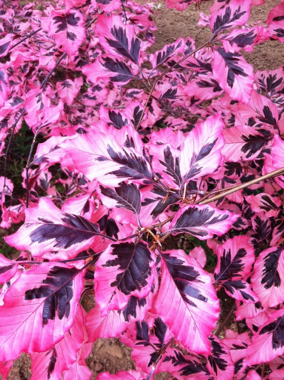 Fagus Sylvatica Tricolor