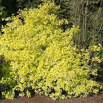 Philadelphus coronarius 'Aureus'