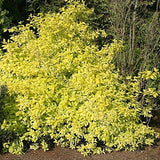 Philadelphus coronarius 'Aureus'