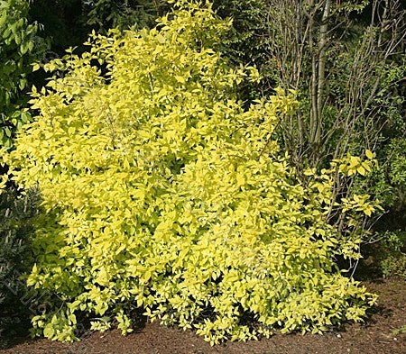 Philadelphus coronarius 'Aureus'