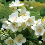 Philadelphus coronarius 'Aureus'