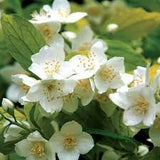 Philadelphus coronarius 'Aureus'